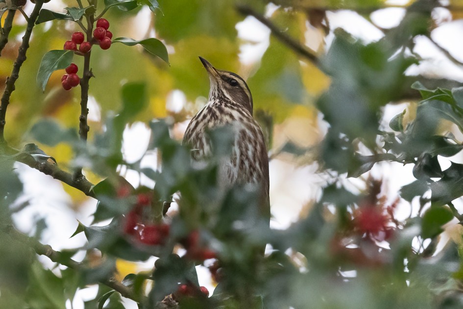 Redwing, 1/2500 sec, f/7.1, 500 mm, ISO 10000