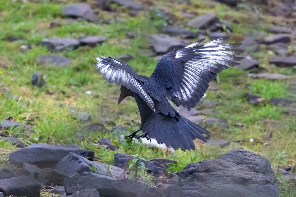 Carrion Crow, 1/500 sec, f/7.1, 500 mm, ISO 10000