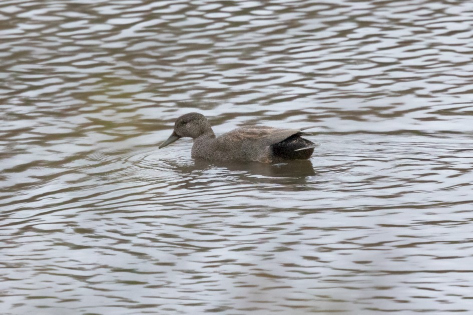 Gadwall, 1/640 sec, f/7.1, 500 mm, ISO 10000