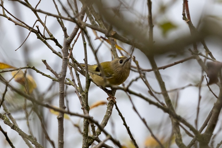 Goldcrest, 1/50 sec, f/7.1, 500 mm, ISO 400