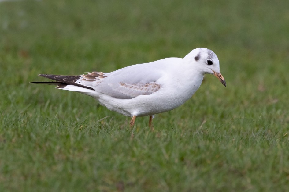 Black-headed Gull, 1/2000 sec, f/7.1, 500 mm, ISO 2000