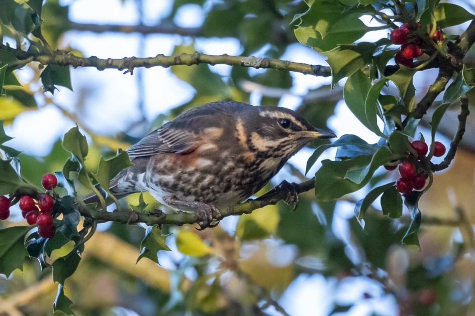 Redwing, 1/2000 sec, f/7.1, 500 mm, ISO 6400