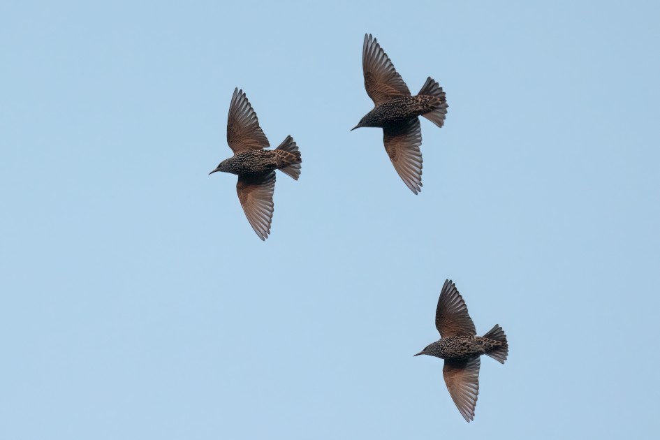 Starlings, 1/2500 sec, f/7.1, 500 mm, ISO 8000
