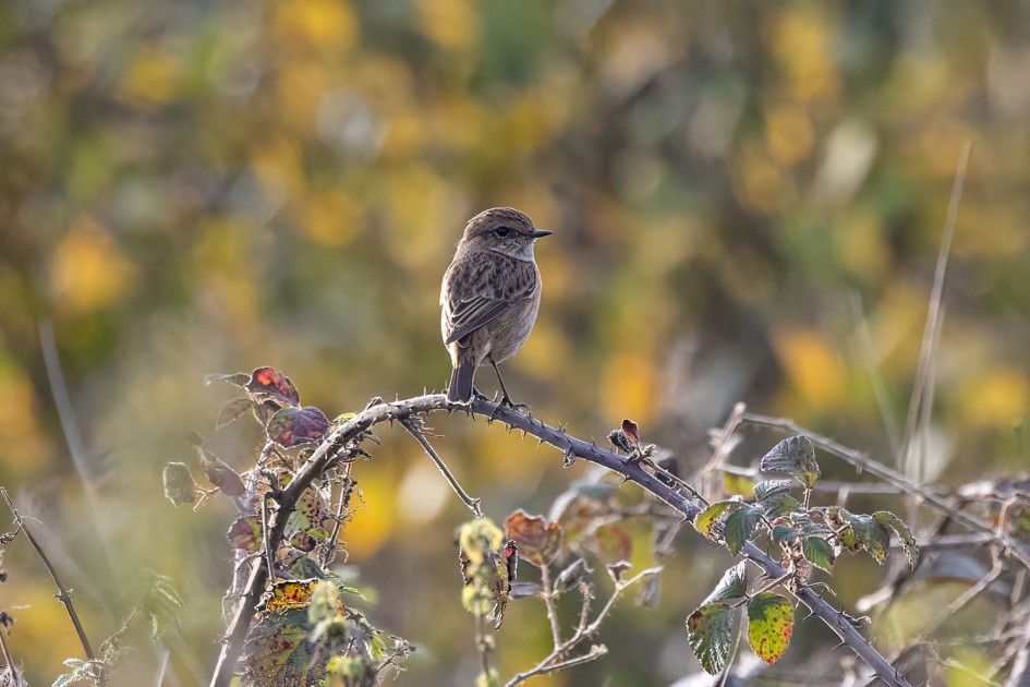 Stonechat, 1/2500 sec, f/7.1, 500 mm, ISO 4000