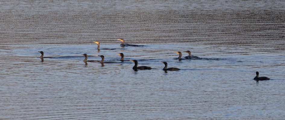 Cormorants, 1/2500 sec, f/7.1, 500 mm, ISO 800