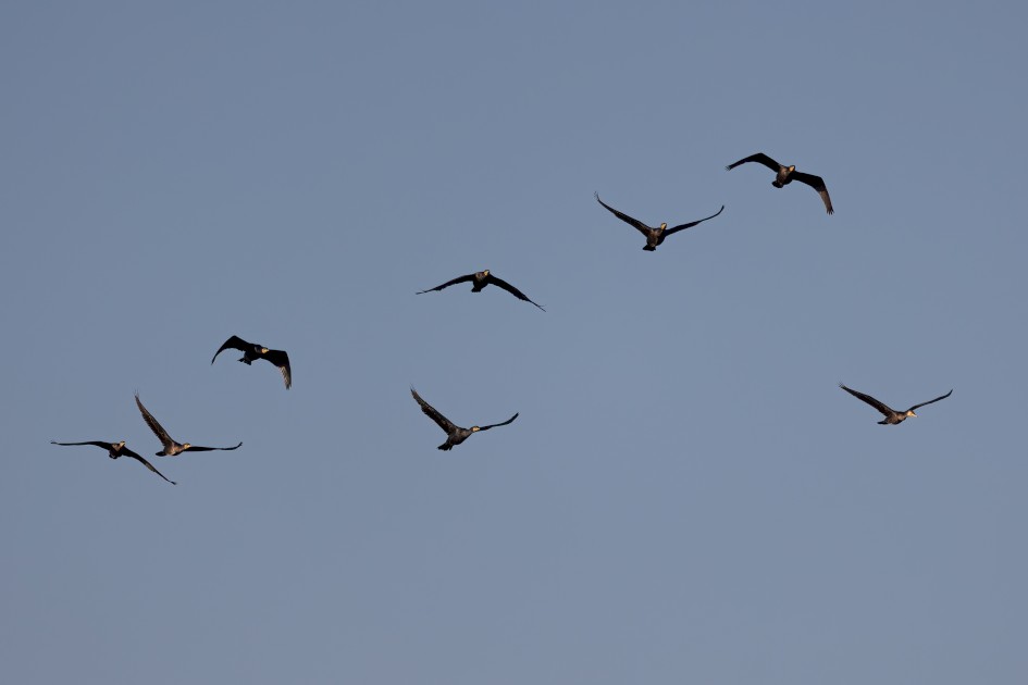 Cormorants, 1/2000 sec, f/7.1, 500 mm, ISO 400