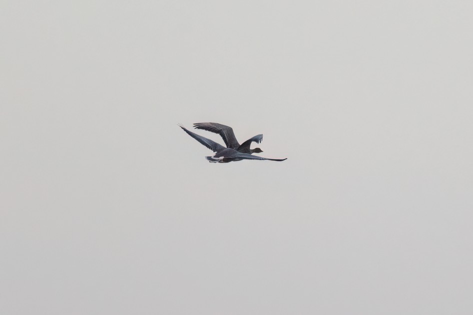 Pinkfeet, 1/2000 sec, f/7.1, 472 mm, ISO 2000