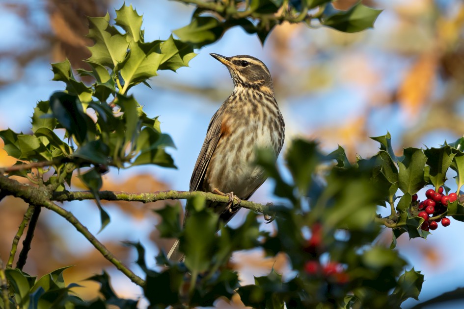 Redwing, 1/640 sec, f/7.1, 500 mm, ISO 800