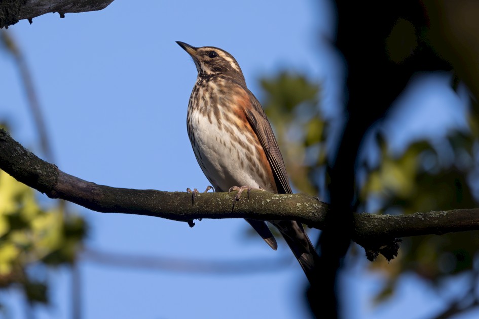 Redwing, 1/640 sec, f/7.1, 500 mm, ISO 500