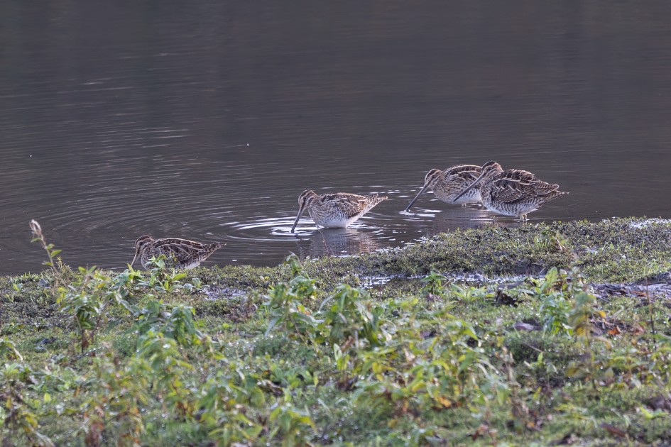 Snipe, 1/60 sec, f/7.1, 500 mm, ISO 320