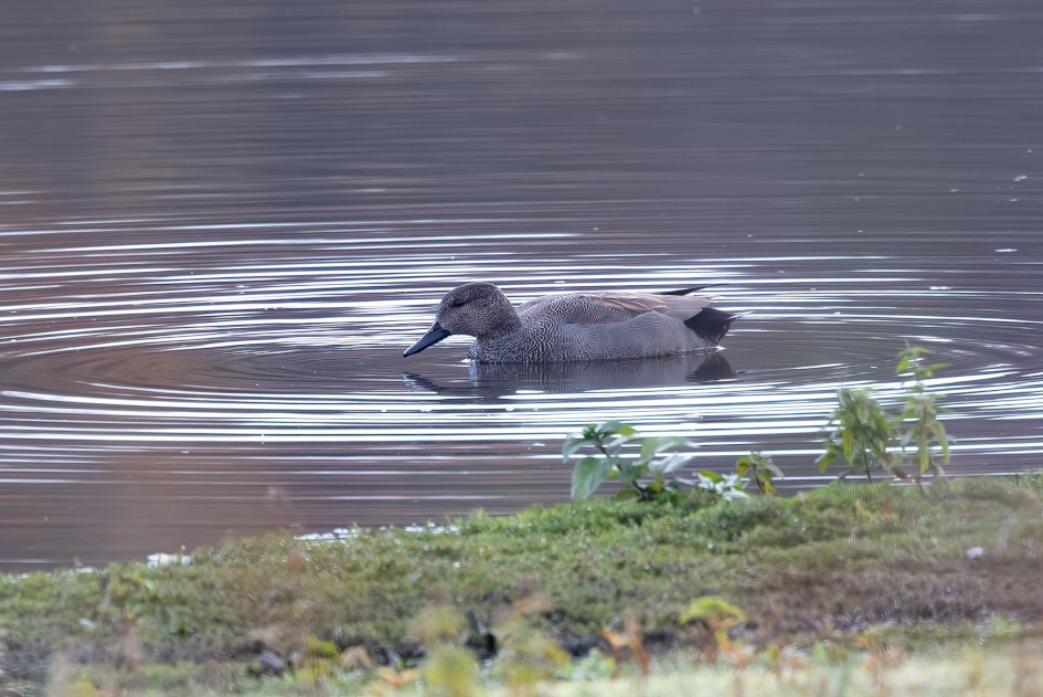 Gadwall, 1/60 sec, f/7.1, 500 mm, ISO 200