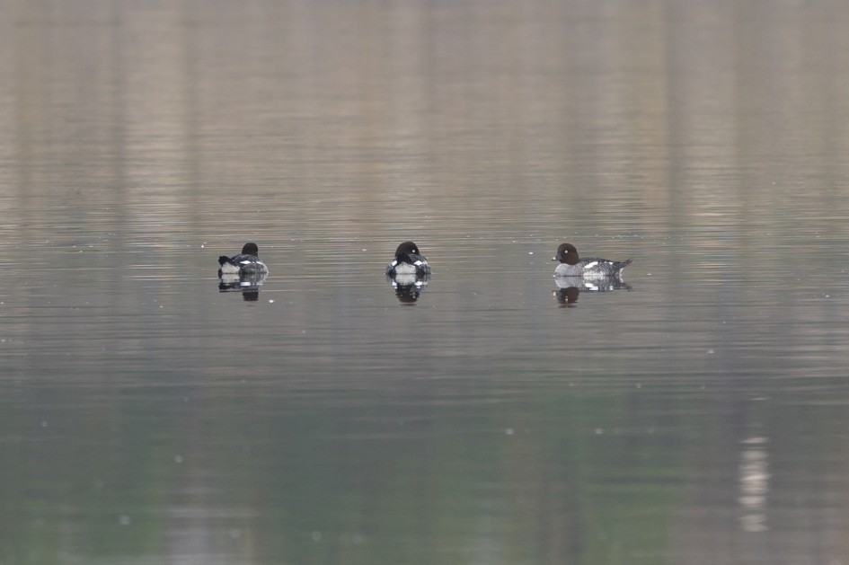 Goldeneye, 1/60 sec, f/7.1, 500 mm, ISO 100