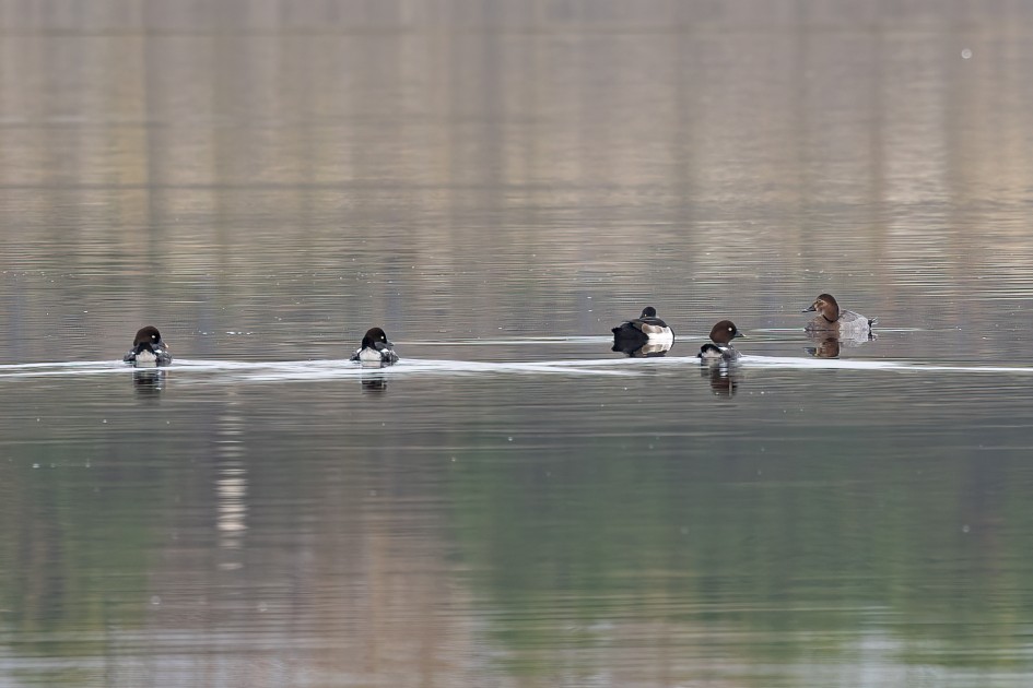 Pochard- Tufted Duck And Goldeneye, 1/60 sec, f/7.1, 500 mm, ISO 100