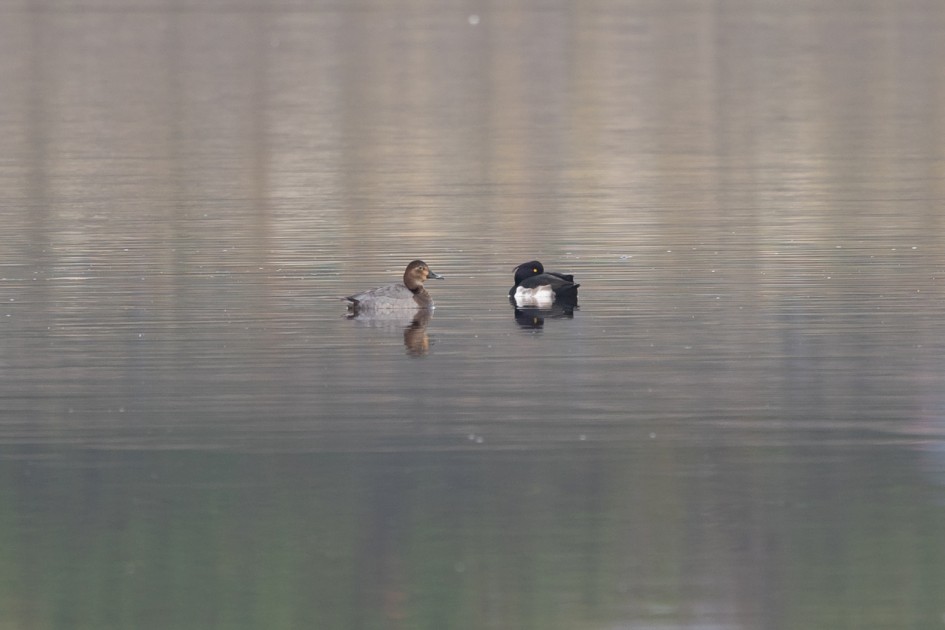 Pochard And Tufted Duck, 1/60 sec, f/7.1, 500 mm, ISO 100
