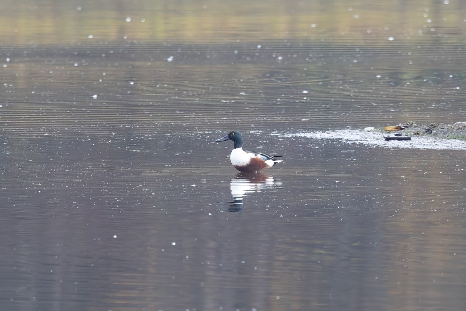 Shoveler-, 1/80 sec, f/7.1, 500 mm, ISO 160