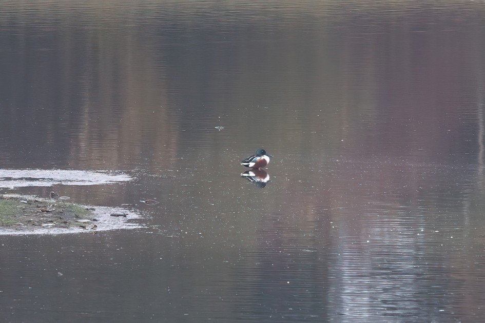 Shoveler, 1/80 sec, f/7.1, 500 mm, ISO 250
