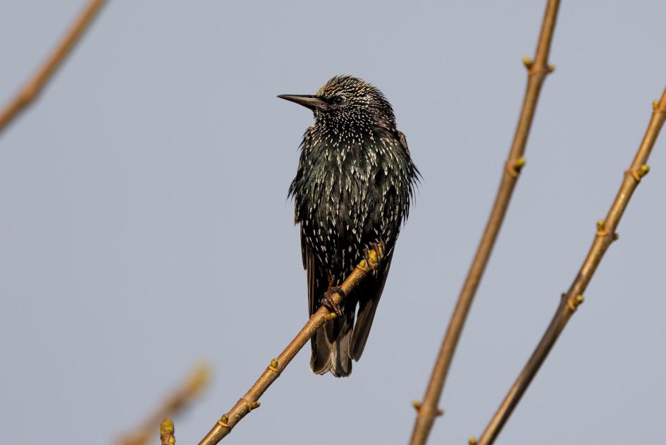 Starling, 1/640 sec, f/7.1, 500 mm, ISO 100