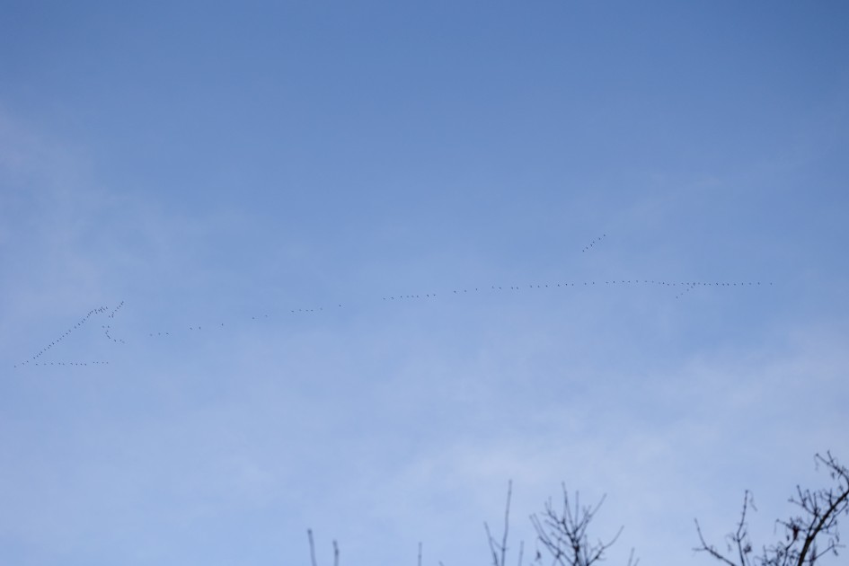Pink-footed Geese, 1/2500 sec, f/4.5, 100 mm, ISO 400