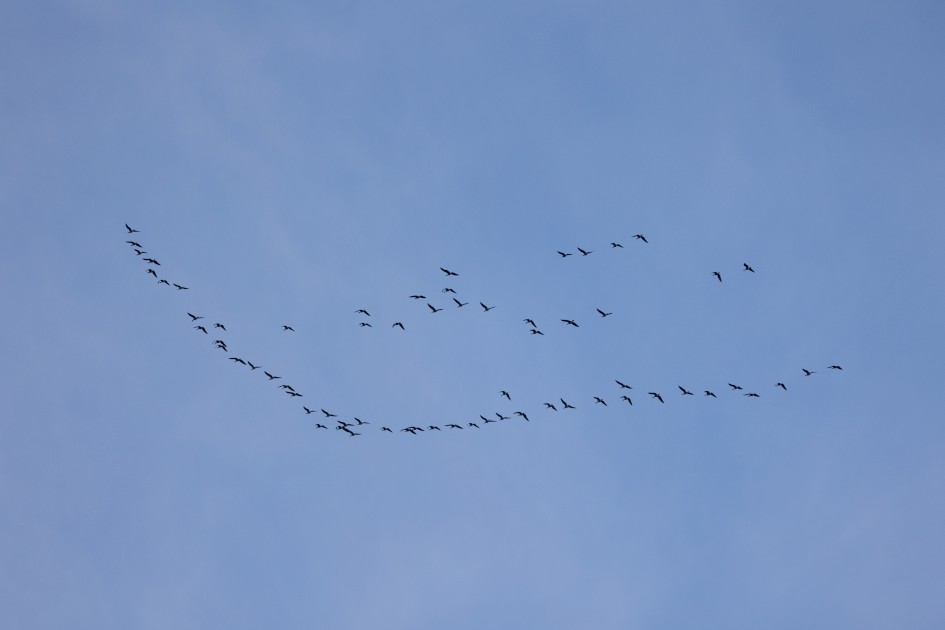 Pink-footed Geese , 1/2500 sec, f/7.1, 500 mm, ISO 1000