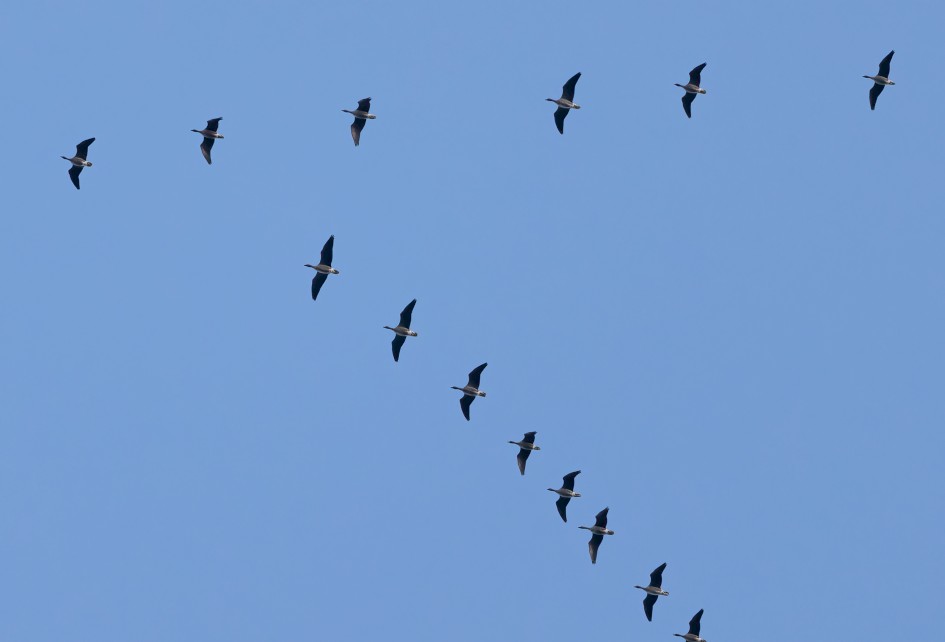 Pink-footed Geese , 1/2000 sec, f/7.1, 500 mm, ISO 2500