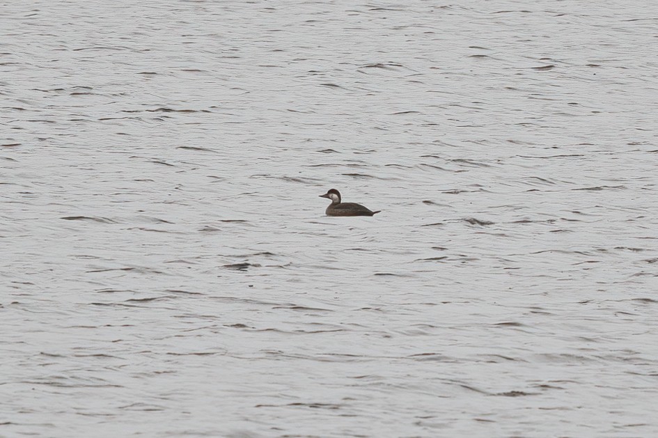 Common Scoter-, 1/80 sec, f/7.1, 500 mm, ISO 250