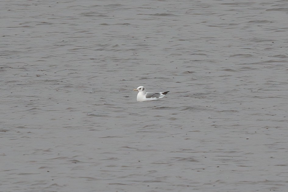 Kittiwake-, 1/60 sec, f/7.1, 500 mm, ISO 250