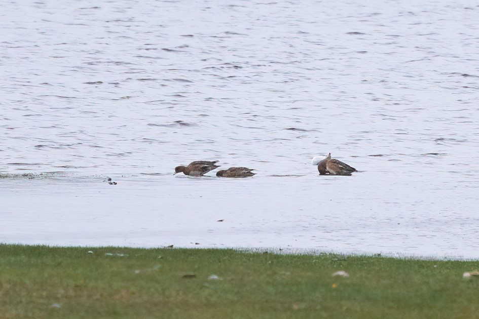 Wigeon, 1/500 sec, f/7.1, 500 mm, ISO 4000
