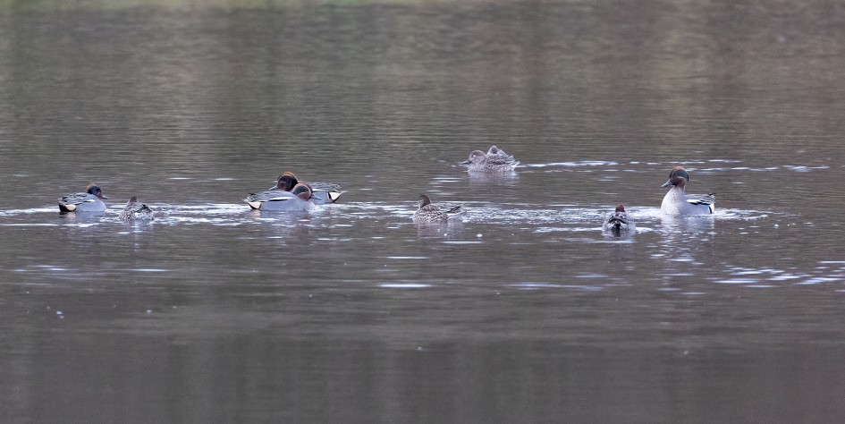 Teal, 1/640 sec, f/7.1, 500 mm, ISO 12800