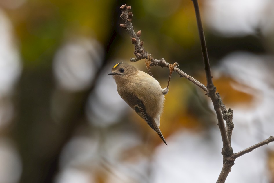Goldcrest, 1/500 sec, f/7.1, 500 mm, ISO 2000