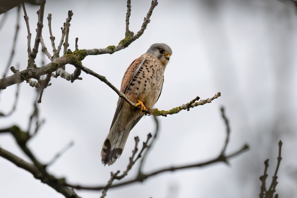 Kestrel, 1/80 sec, f/7.1, 500 mm, ISO 160