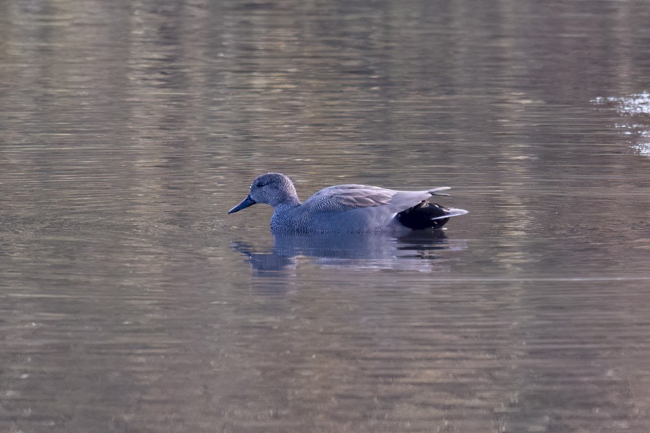 Gadwall, 1/640 sec, f/7.1, 500 mm, ISO 3200