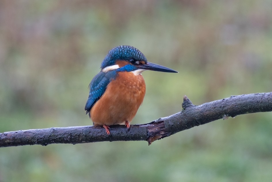 Kingfisher, 1/80 sec, f/7.1, 500 mm, ISO 160