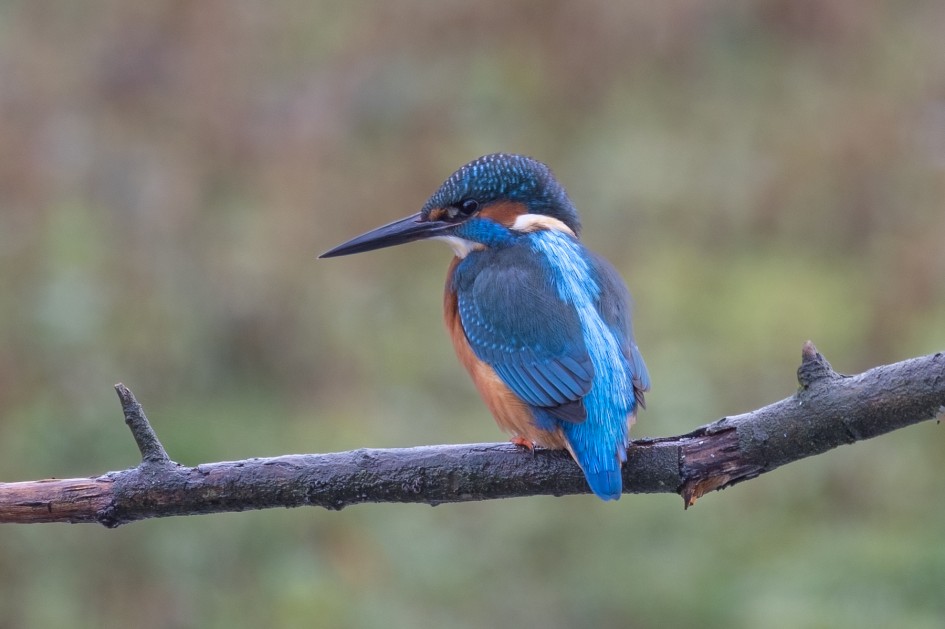 Kingfisher, 1/60 sec, f/7.1, 500 mm, ISO 250