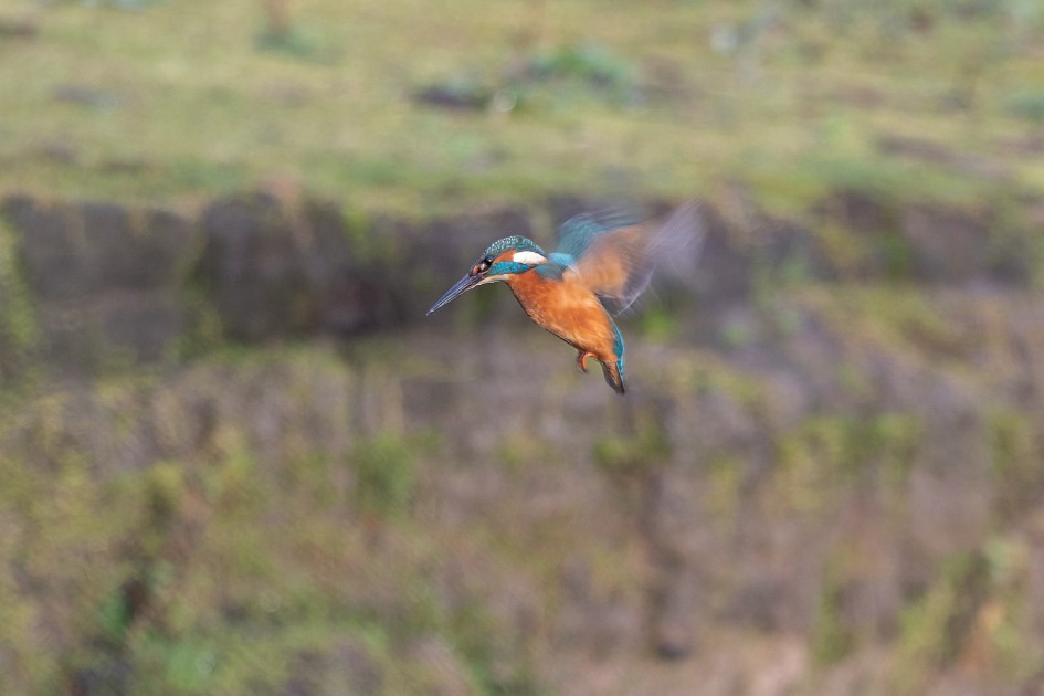 Kingfisher, 1/60 sec, f/7.1, 500 mm, ISO 200