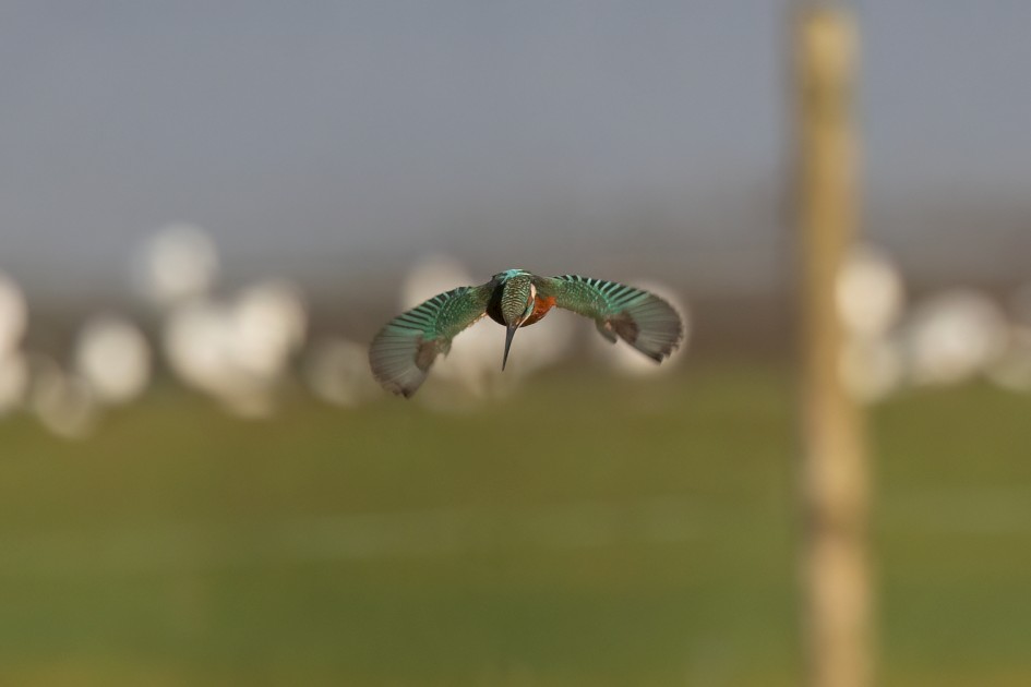 Kingfisher, 1/2000 sec, f/7.1, 500 mm, ISO 1600