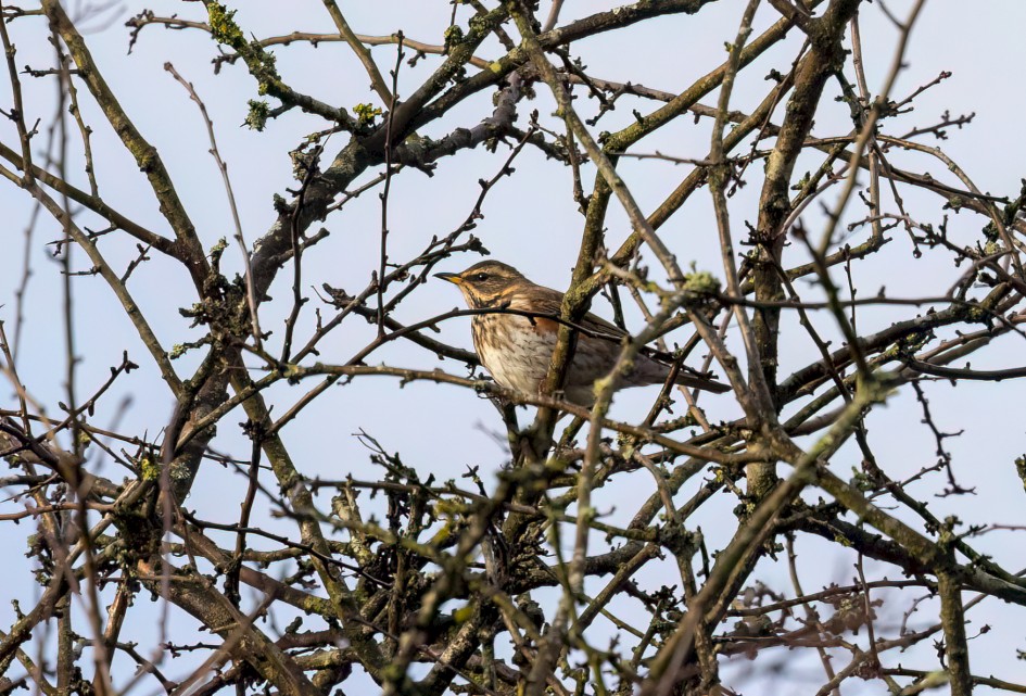 Redwing, 1/2500 sec, f/7.1, 500 mm, ISO 1000