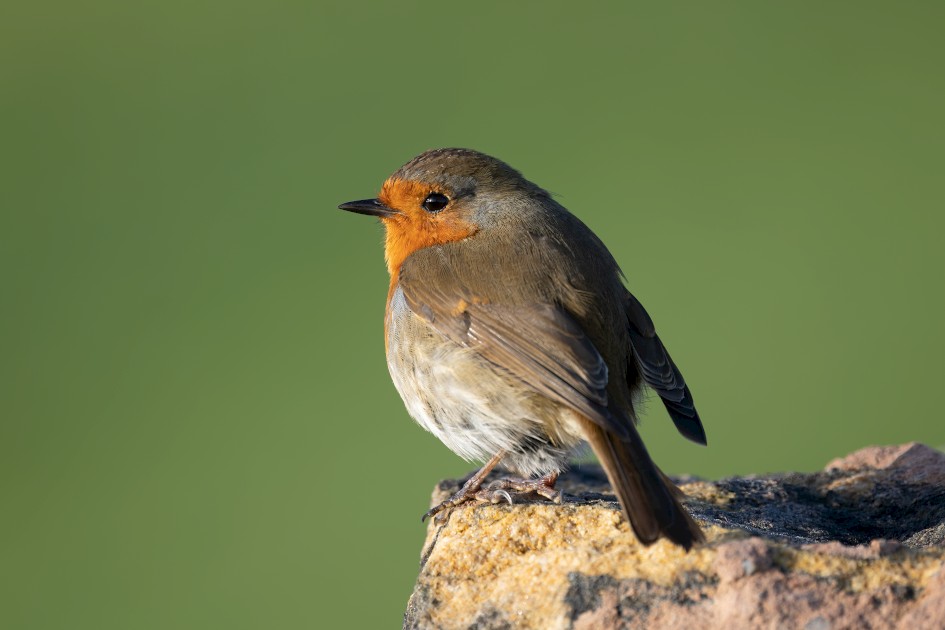 Robin, 1/100 sec, f/7.1, 500 mm, ISO 100