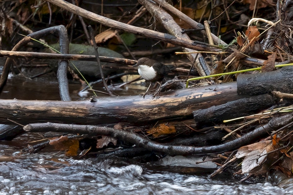 Dipper, 1/60 sec, f/7.1, 500 mm, ISO 2500