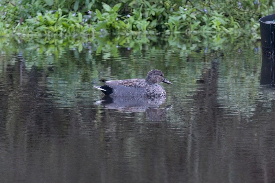 Gadwall, 1/125 sec, f/7.1, 500 mm, ISO 1000