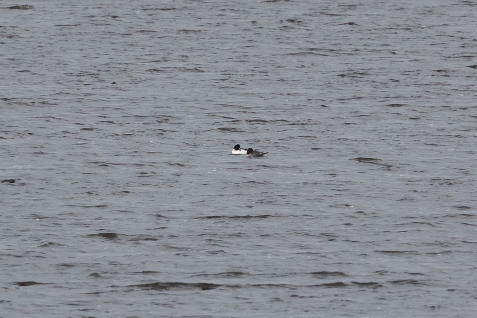 Goldeneye, 1/160 sec, f/7.1, 500 mm, ISO 500
