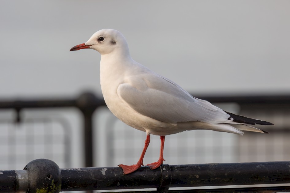 Black-headed Gull, 1/160 sec, f/7.1, 500 mm, ISO 200