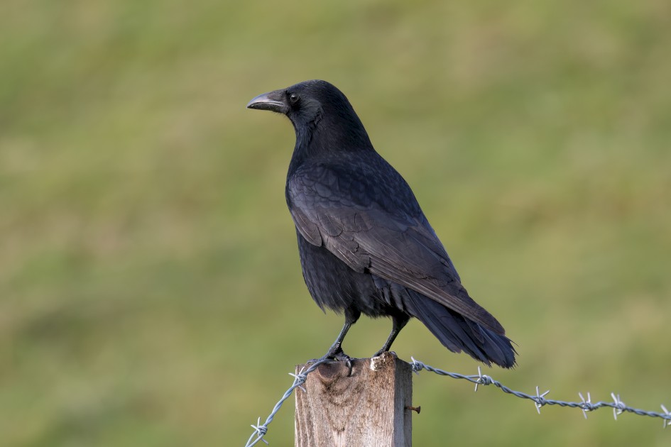 Carrion Crow, 1/125 sec, f/7.1, 500 mm, ISO 320