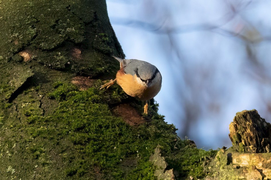 Nuthatch, 1/2500 sec, f/7.1, 500 mm, ISO 8000