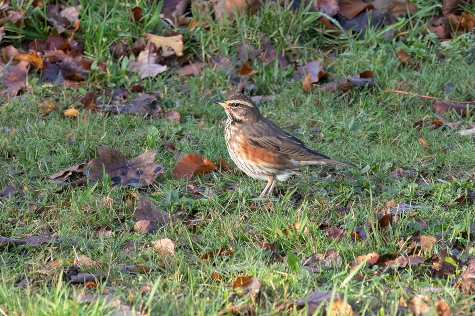Redwing, 1/640 sec, f/7.1, 500 mm, ISO 3200