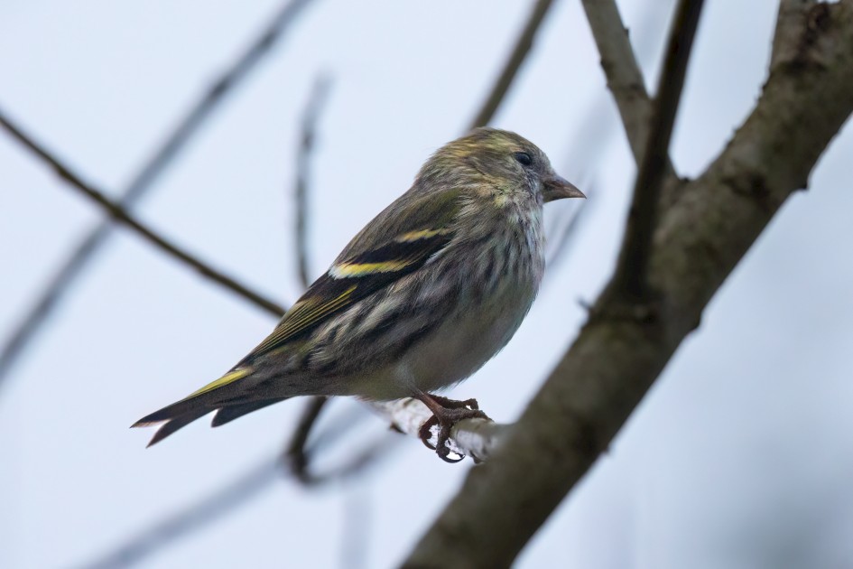 Siskin, 1/640 sec, f/7.1, 500 mm, ISO 3200