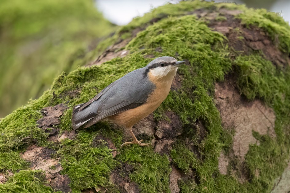 Nuthatch, 1/640 sec, f/7.1, 500 mm, ISO 8000