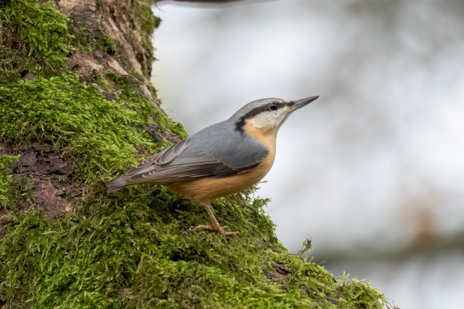 Nuthatch, 1/500 sec, f/7.1, 500 mm, ISO 5000