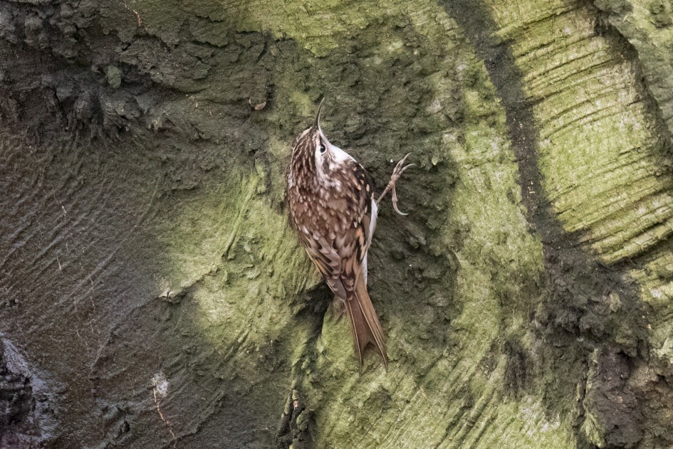 Treecreeper, 1/500 sec, f/7.1, 500 mm, ISO 25600