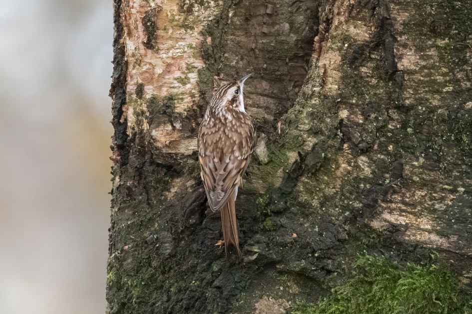 Treecreeper, 1/640 sec, f/7.1, 500 mm, ISO 16000