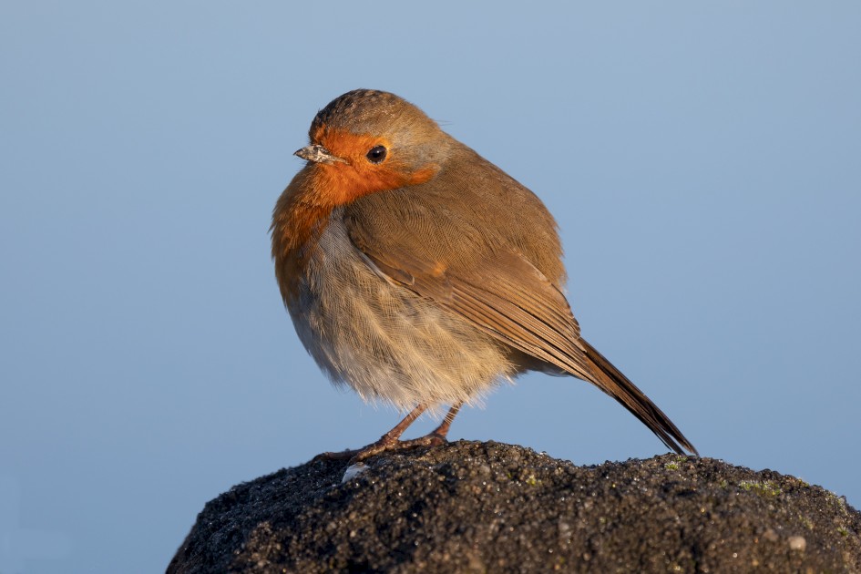 Robin, 1/200 sec, f/7.1, 500 mm, ISO 100